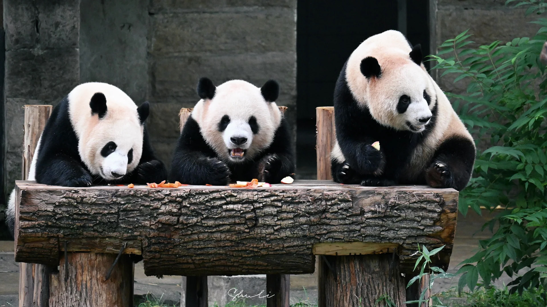 MeetPanda Social Travel
